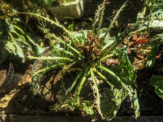 unhealth broccoli plant