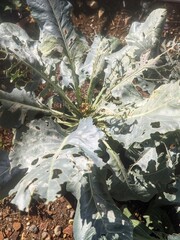 unhealth broccoli plant
