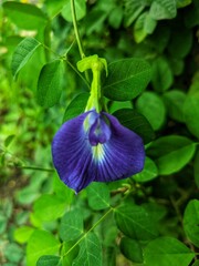 telang plant with purple flower © Ari
