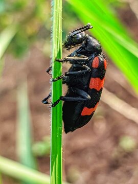 red black beetle on grass