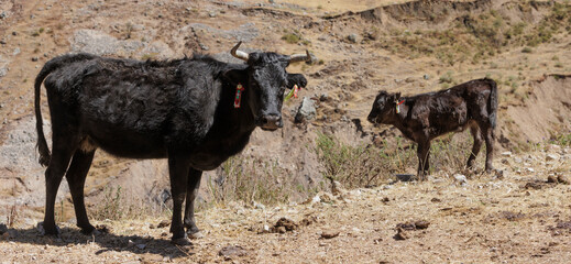 Photograph capturing black cattle standing on a rocky hillside, highlighting their strong, sturdy presence against the rugged natural terrain.