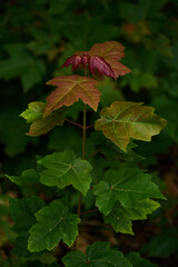 Les couleurs d'un érable