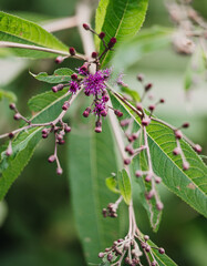 close up of buds on Baldwins' ironweed plant 