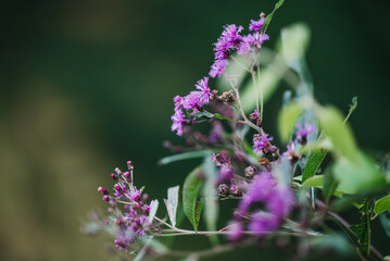 purple flowers in bloom