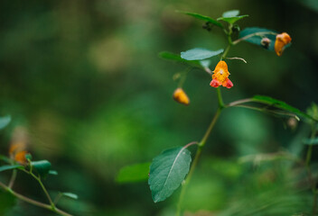 Orange flower with green background
