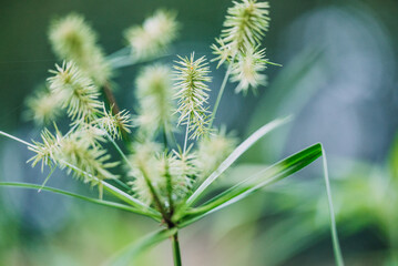 close up of a yellow nutsedge