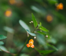 Summer orange flowers