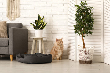 Maine Coon cat near folding screen at home