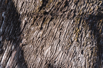 tree bark texture linear patterns in natural wood grey color