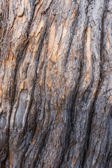 tree bark texture linear patterns in natural wood grey color
