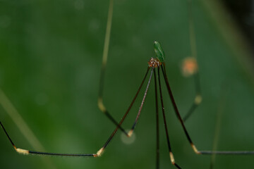 Daddy long legs spider, macro shot, close up