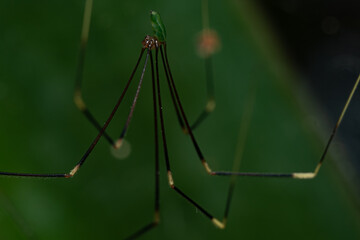 Daddy long legs spider, macro shot, close up