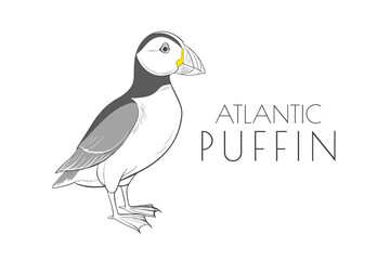 Illustration of a Animal - Atlantic Puffin, Bird	