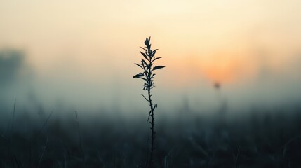 Obraz premium Silhouetted Plant in Misty Sunrise
