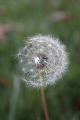 Fototapeta premium Dandelion 