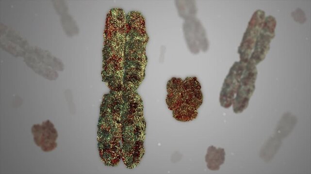 Chromosomes X and Y Floating