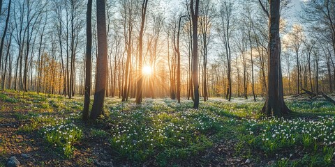 Panoramic view of a forest in spring with sun rays.