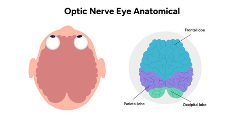 Parts of Human brain with colored parts diagram. Medical infographic