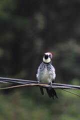Acorn woodpecker (Melanerpes formicivorus) found in Costa Rica's cloud forest
