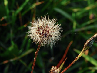 Carthusian pink (Dianthus carthusianorum)
