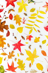 Autumn leaves scattered on a white background