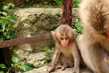 Snow Monkey Park - Jogkudani, Japan