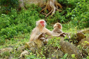 Obraz premium Monkey's meditating - Snow Monkey Park (Jigokudani, Japan)