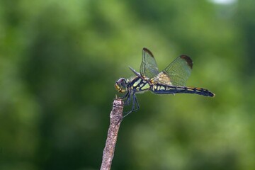 dragonfly on a branch