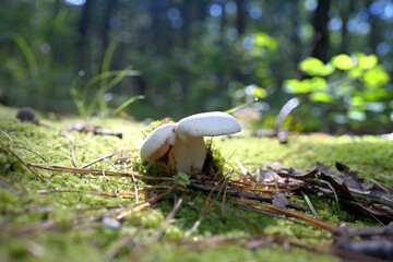 mushroom in the forest