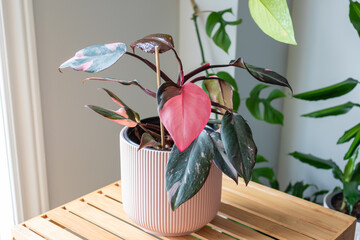 Philodendron Pink Princess house plant with an all-pink leaf.