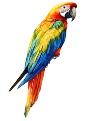 Fototapeta premium Vivid Macaw Illustration
