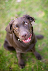 Fototapeta premium A Chocolate Labrador Retriever puppy sitting outdoors and listening with a head tilt