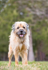An Otterhound mixed breed dog with a happy expression standing outdoors