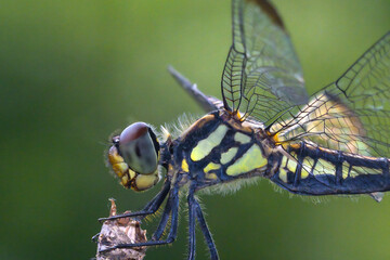 close up of a dragonfly