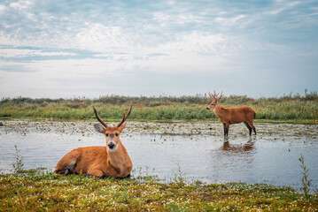 Maravillosa fauna de los Esteros del Iberá en la provincia de Corrientes, Argentina, entre los que se destacan el yacaré, el ciervo y el carpincho. Fauna autóctona en estado salvaje.