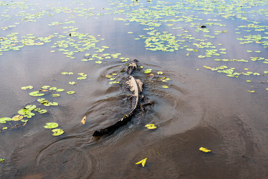 Maravillosa fauna de los Esteros del Iber&aacute; en la provincia de Corrientes, Argentina, entre los que se destacan el yacar&eacute;, el ciervo y el carpincho. Fauna aut&oacute;ctona en estado salvaje.