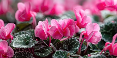 Close up of Cyclamen foliage with no blooms