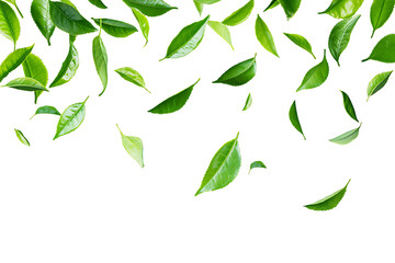 A vibrant arrangement of fresh green tea leaves scattered across a clean white background. The floating leaves create a dynamic, natural pattern with ample copy space