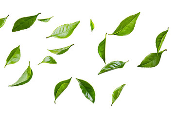 Naklejka premium A vibrant arrangement of fresh green tea leaves scattered across a clean white background. The floating leaves create a dynamic, natural pattern with ample copy space