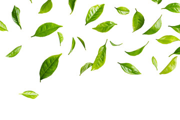 A vibrant arrangement of fresh green tea leaves scattered across a clean white background. The floating leaves create a dynamic, natural pattern with ample copy space