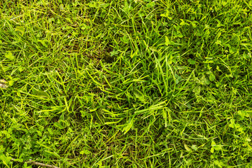 Vibrant Green Grass Close-Up in Summer