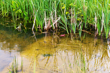 Serene Pond with Grass and Frogs in Natural Habitat