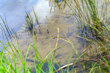 Serene Pond with Grass and Frogs in Natural Habitat