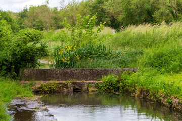 A serene stream flowing through lush greenery with a stone culvert and vibrant yellow flowers