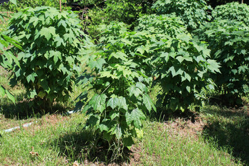 Organic vegetable Leaves on tree. Tree spinach or Mexican Kale. Vegetables that are delicious. Fresh Green Chaya Leaves Background Close Up