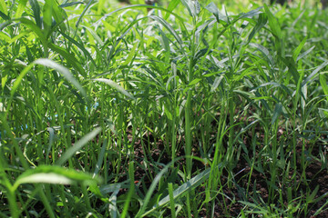 Obraz premium Morning glory in farm from countryside Thailand. Cultivated for household consumption. Vegetable agriculture plant.