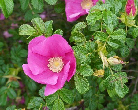 緑とピンクのコントラスト：ハマナスの花
ハマナスは美しいピンク色の花を咲かせるバラ科の植物です。風に揺れる鮮やかな花びらと緑豊かな葉による自然の美しさが伝わるよう撮影しました。

