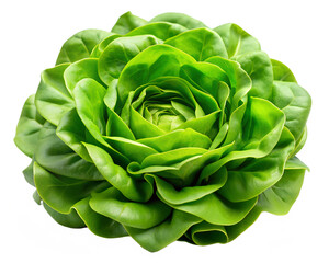 Fototapeta premium lettuce isolated on transparent background png