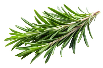 rosemary isolated on transparent background png