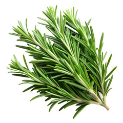 Fototapeta premium rosemary isolated on transparent background png